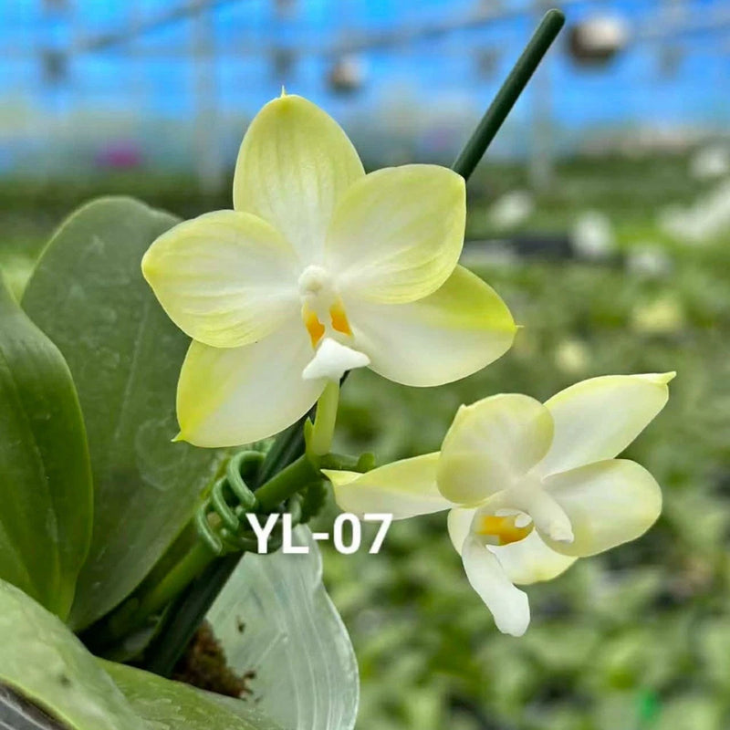 Phalaenopsis orchid with pale yellow-white blooms and green leaves