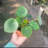 Pilea Peperomioides | Chinese Money Plant | UFO Plant | Peperomia Plant 4 In Pot Green Plant
