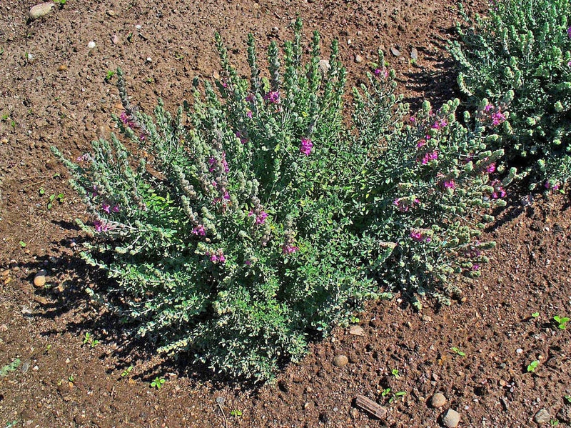 20 CAT THYME Teucrium Marum Kitty Crack Mediterranean Germander Flower Herb Seed Flowering Plants