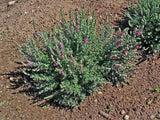 20 CAT THYME Teucrium Marum Kitty Crack Mediterranean Germander Flower Herb Seed Flowering Plants
