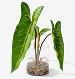 Realistic Faux Plant in Clear Pot with Artificial Water, Narrow Arrowhead Leaves Green Plant