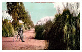 Postcard PEOPLE SCENE Pampas Grass California CA m/01 AP6243 Pampas Grass
