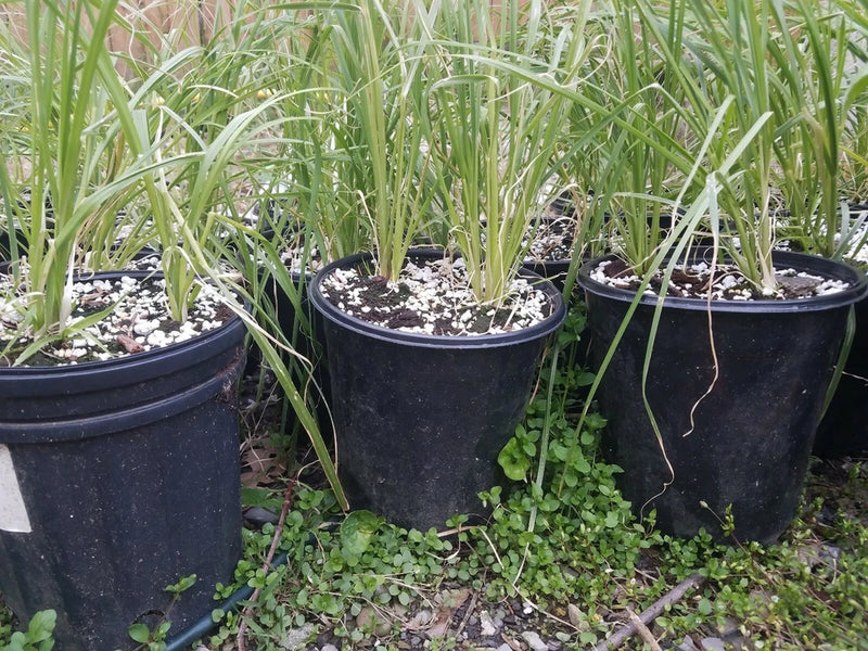 Cortaderia Pampas selloana Grass Live Plant Gallon pot ~  Plume FREE FAST SHIP! Pampas Grass
