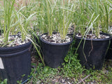 Cortaderia Pampas selloana Grass Live Plant Gallon pot ~  Plume FREE FAST SHIP! Pampas Grass