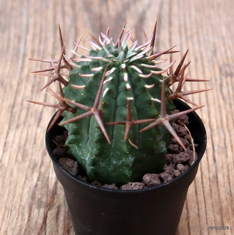 D7707 EUPHORBIA STELLISPINA pot5,5-H5-W4 cm MaMa Cactus Green Plant