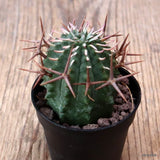 D7707 EUPHORBIA STELLISPINA pot5,5-H5-W4 cm MaMa Cactus Green Plant