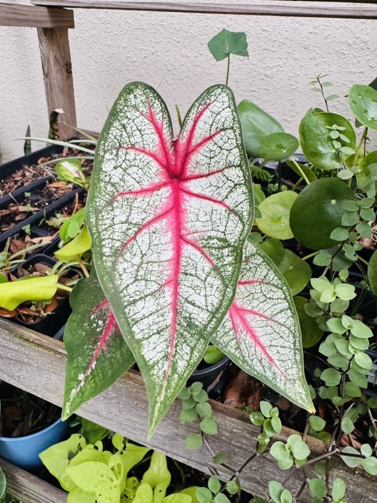 Caladium Florida Sunrise plant with large white-and-green leaves and red veining