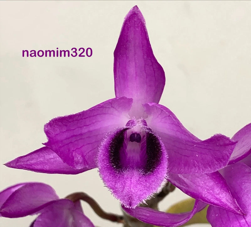Purple Dendrobium orchid bloom with dark center, close-up flower petals