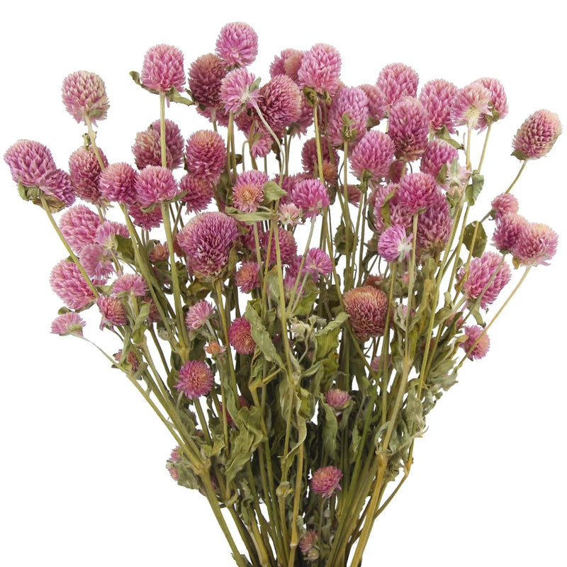 Pink globe amaranth dried flower bundle with round pom-pom heads on stems