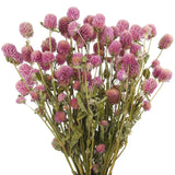 Dried Flower Pink Globe Amaranth Dried Flowers Bundles Natural Dried Flowers ... Dried Flower