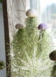 Hanging Spanish Moss Air Plant Jellyfish Orchids
