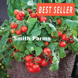 50+ Seeds Tiny Tim Cherry  Tomato Hybrid Vegetable Garden Planting Tomatoe USA Garden Plants