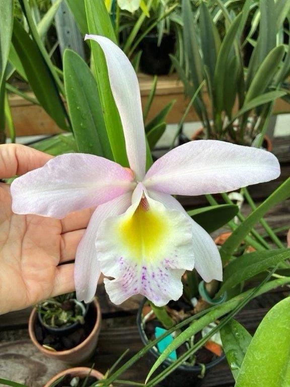 Cattleya hybrid orchid in small pot with pale lavender and pink petals
