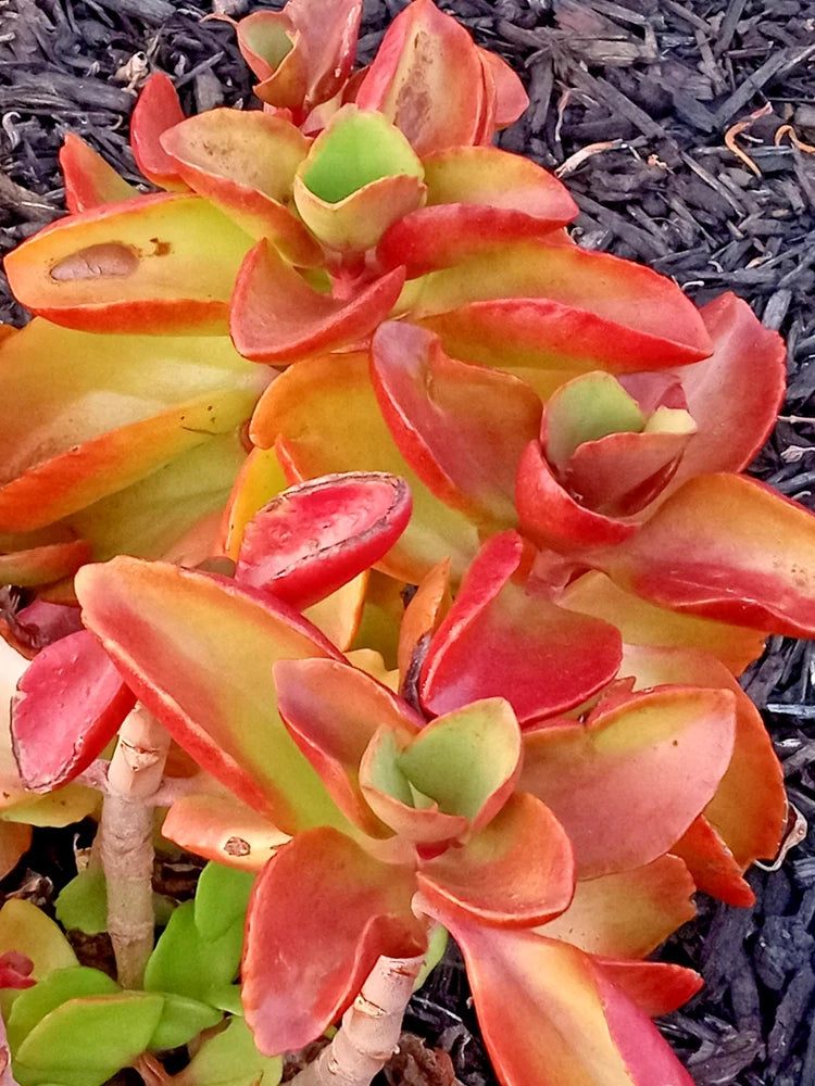Live succulent plant with red-orange rosette blooms and green centers