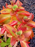 Rare Crassula Platyphylla W/ Yellow Blooms - Live Succulent Cactus Houseplant Orchids
