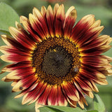 EVENING SUN SUNFLOWER SEEDS 30+ ANNUAL flowers GARDEN bees Free Shipping Garden Plants
