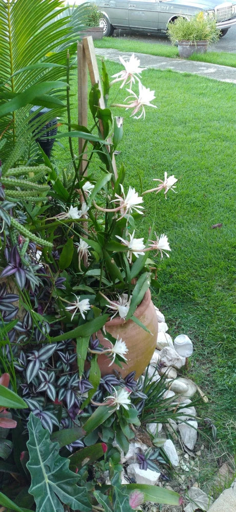 Freshcuttings Queen of the Night epiphyllum orchid with white flowers