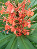 2x Pink Hedychium ginger rhizomes, Beautiful bright blooms, quick growing! Flowering Plants