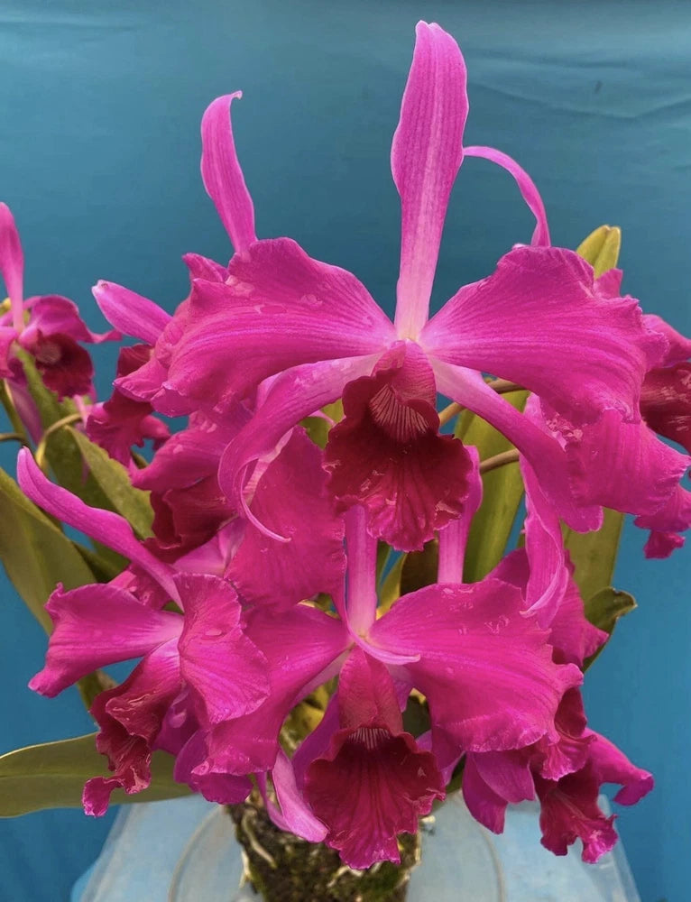 Fragrant orchid with magenta-purple blooms and dark red centers