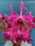 Cattleya purpurata Sanguinea x Rubra Large Fragrant Orchid Species 5.5Ó Pt (CJ8) Orchids