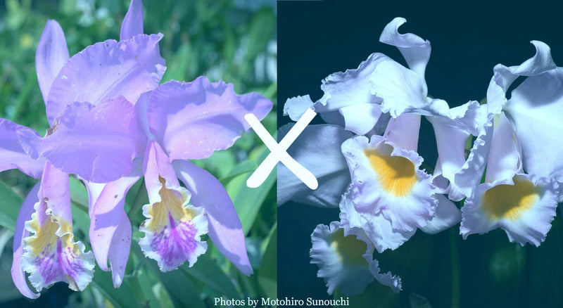 Purple and white orchid flowers with yellow center, close-up on blooming petals