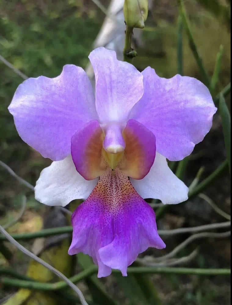Orchid Plants Vanda teret Miss Joaquim (Papilionanthe Miss Joaquim) Orchids