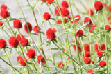 50 STRAWBERRY FIELDS GOMPHRENA Haageana Globe Amaranth Scarlet Red Flower Seeds Flowering Plants