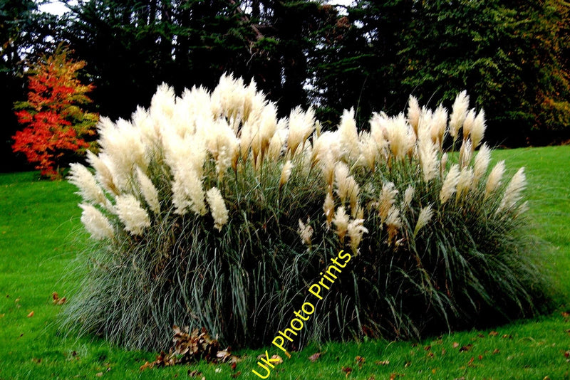 Photo A2 Westport House Grounds - Large Pampas Grass Specimen with White c2013 Pampas Grass