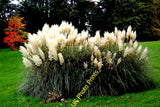 Photo A2 Westport House Grounds - Large Pampas Grass Specimen with White c2013 Pampas Grass
