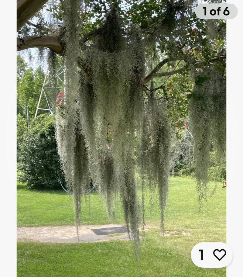 1 Gallon Bag (12 oz) Fresh Orlando LIVE SPANISH MOSS, Crafts/Arrangements/Mulch Orchids