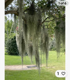 1 Gallon Bag (12 oz) Fresh Orlando LIVE SPANISH MOSS, Crafts/Arrangements/Mulch Orchids