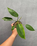 Philodendron Avocado Shake rare aroid plant Green Plant