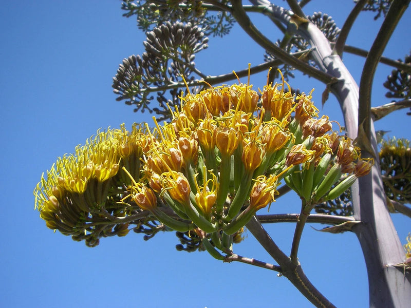 RARE AGAVE PARRYI @ succulent mescal century plant exotic garden seed - 15 SEEDS Garden Plants