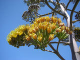 RARE AGAVE PARRYI @ succulent mescal century plant exotic garden seed - 15 SEEDS Garden Plants