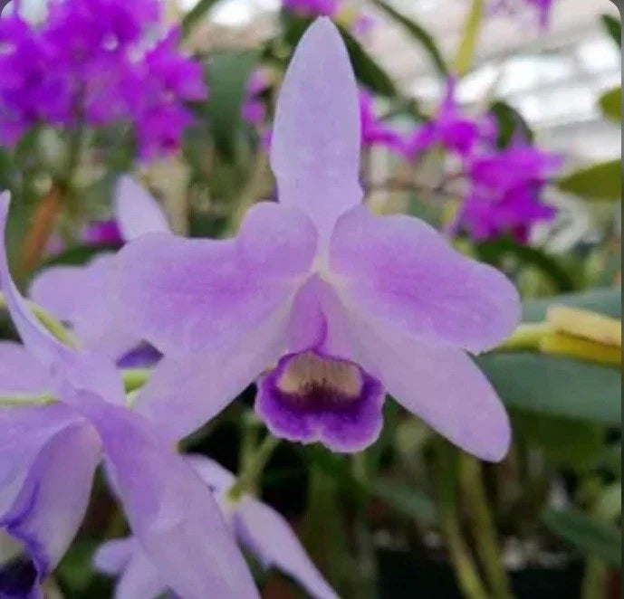 Purple and lavender orchid bloom with ruffled petals and dark center