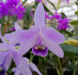 Cattlianthe Charlesworthii Coer (Guar bowringiana Coer X violacea coer) 1.5Ó Pot Orchids
