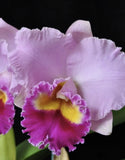 Purple and yellow orchid bloom with ruffled petals and soft white blossom behind