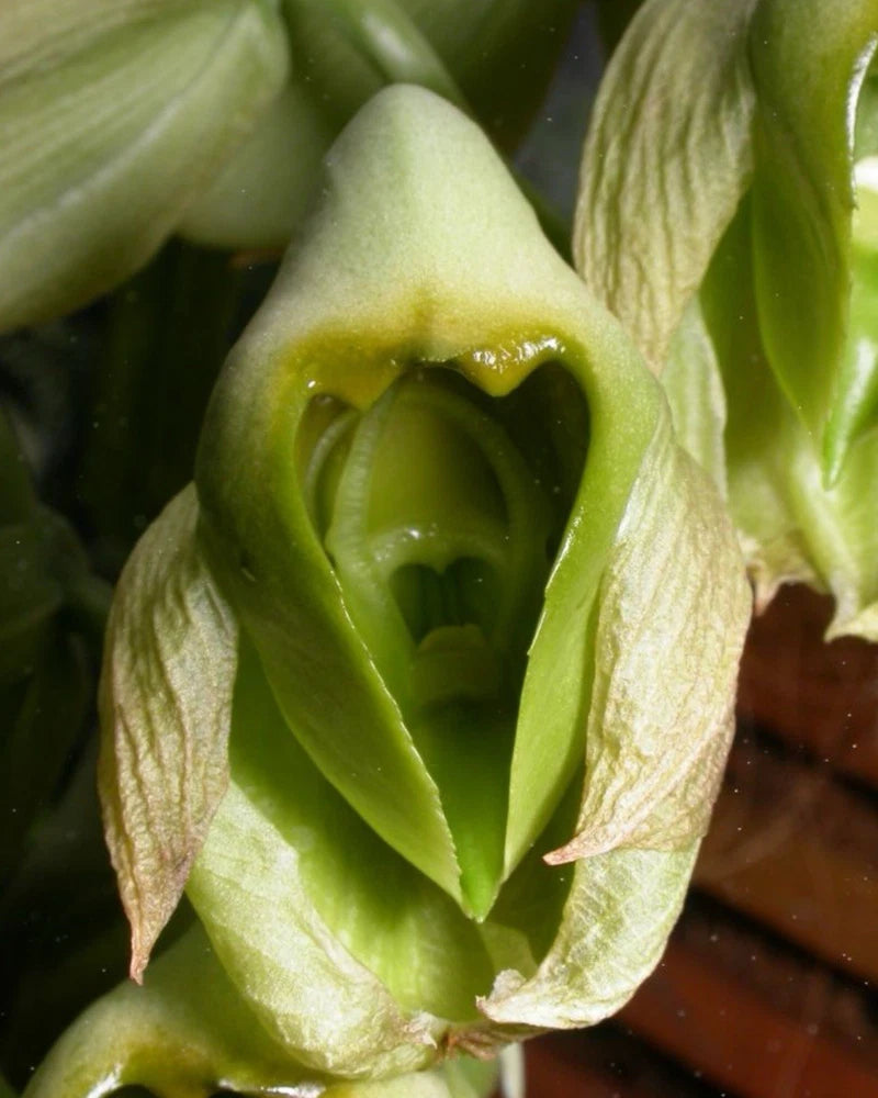Green orchid flower with hooded petals and curled lip, close-up.