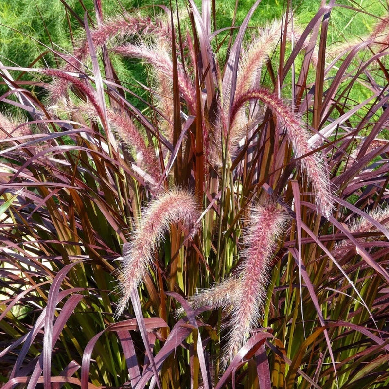 Live Purple Pennisetum Fountain Grass Plant Ornamental Grass Plants 4-6"Tall Pampas Grass