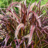 Live Purple Pennisetum Fountain Grass Plant Ornamental Grass Plants 4-6"Tall Pampas Grass