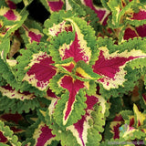 25+ Wizard Rose Coleus Seeds for Garden Planting - USA - FREE SHIPPING! Garden Plants