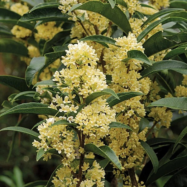 Fudingzhu Fragrant Tea Olive Osmanthus Healthy well rooted starter plant Garden Plants