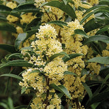 Fudingzhu Fragrant Tea Olive Osmanthus Healthy well rooted starter plant Garden Plants