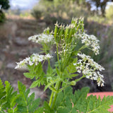 Sweet Cicely Garden Myrrh Chervil Seeds: Bulk or Packet Size, Non-GMO, Perennial Garden Plants