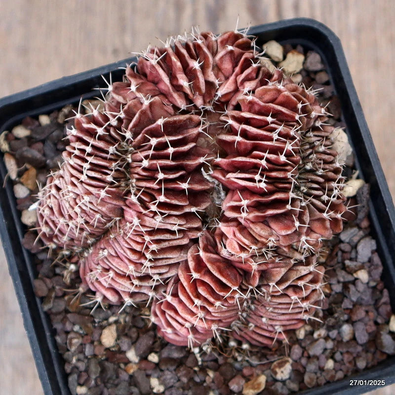 Potted cactus with maroon ribbed body and white spines in black grow pot