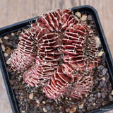 A4364 GYMNOCALYCIUM MIHANOVICHII pot10-H5-W8 cm MaMa cactus Green Plant