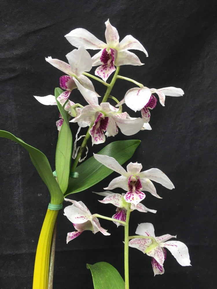 Fragrant orchid plant with white and pink speckled flowers and green leaves