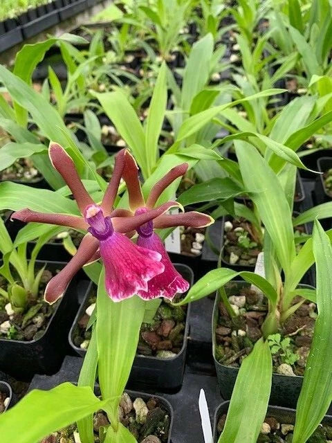 Orchid Zygopetalum Rhein Moonlight x Zygo.ÔBlue EyesÕ Plant Fragrant From Hawaii Orchids