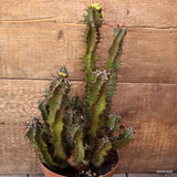D4432 EUPHORBIA PERANGUSTA pot16-H30-W21 cm MaMa Cactus Green Plant