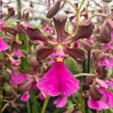 (352-1) E.Rioclarense (E cordigera x E randii)     NBS Orchids